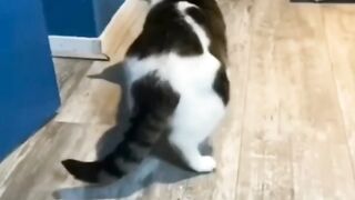 Mbwob
