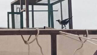 Crow in Action
