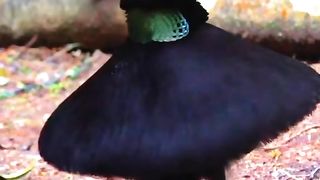 burung joget untuk memikat lawan jenis