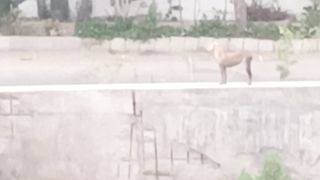 Stray Dog 2