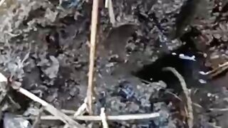 Big Eel Fishing ???? || mancing belut besar ????