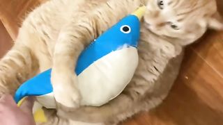 KUCING LUCU DAN IMUT