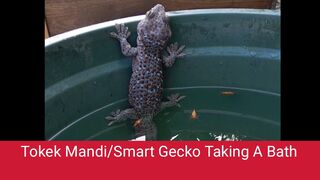 TOKEK/GECKO MANDI