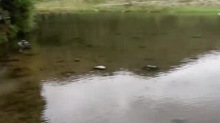 Meme mancing