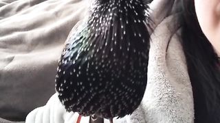 Burung harry potter