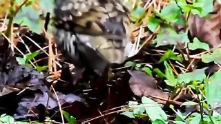 Burung langka sedang menari