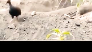 Burung ngerjain biawak ????