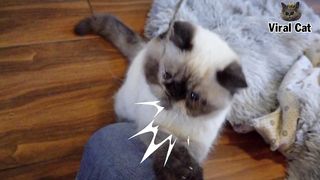 Funny kitten 2