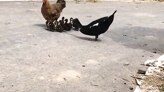 anak bebek salah server