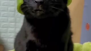 Best funny animal videos Dogs And Cats ????????????