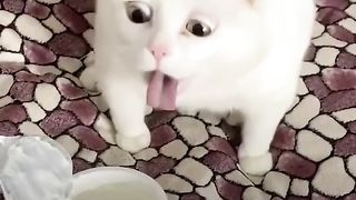 Best of funny cats