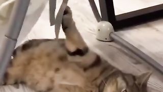 KUCING LUCU DAN IMUT BERSAMA BABY