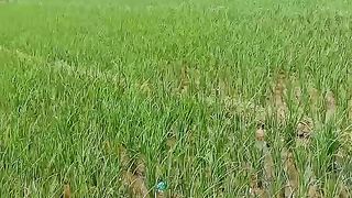 beautiful natural scenery 4