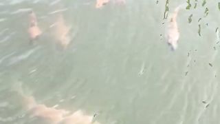 Ikan dalam kolam 5