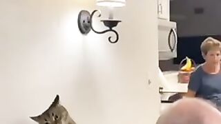 Animals Funny 3
