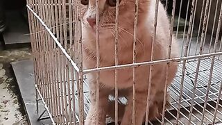 Cat21