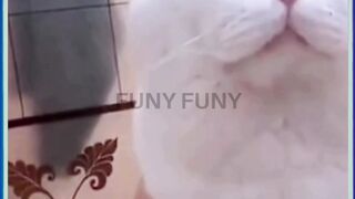 Adorable Funny Cats Compilation