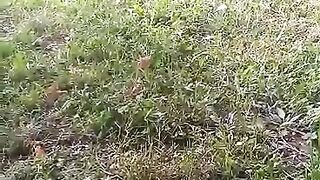 funny cat 38