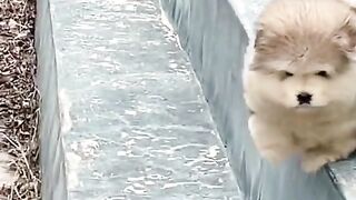 CUTE DOGS