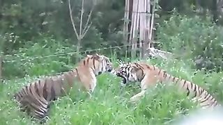 Animal 23