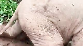 elephant 2