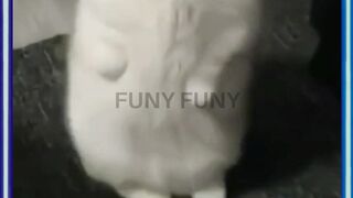 Funny Cats 12
