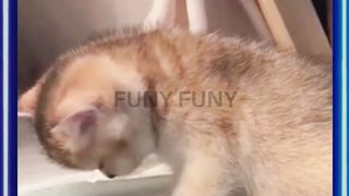 Funny Cats Compilation 2