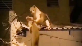 fighting cats