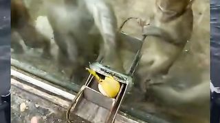 Video lucu monyet