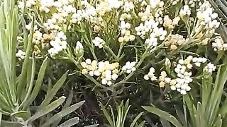 Everlasting flower