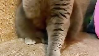 Kucing lucu 13