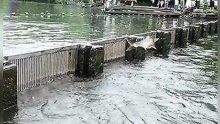 Ikan Jumping
