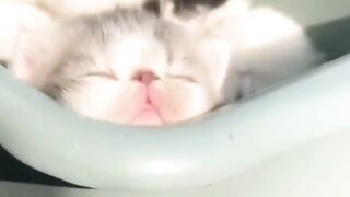 Cat funny 16