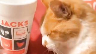 THE FUNNY CAT KING