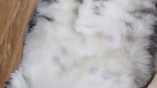 Big cat????????