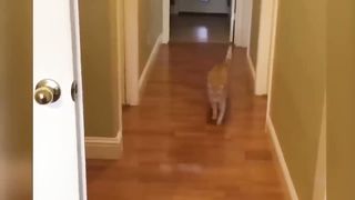 OMG this is cute ????and funny cats