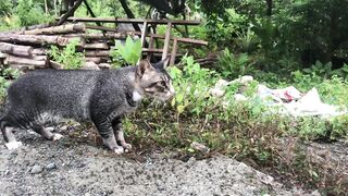 funny cute kitten is playing videos