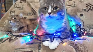kucing unik