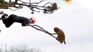 Funny animal part 1