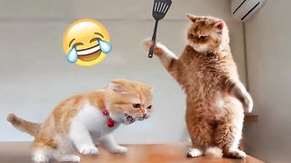 The funniest cats reactions in the day