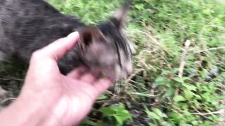 cute cat playing in the grass