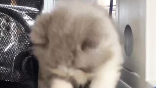 Funny Cats Videos - Cute Cute Cute