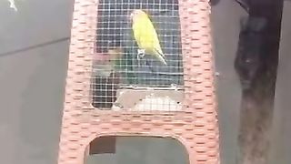 funny video collection