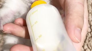 Funny Cats Videos - Little Sugar