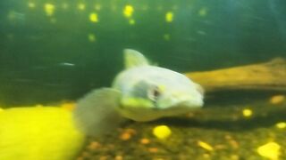 snakehead fish