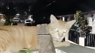 My cat'