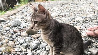 funny cute cats is playing videos