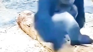 Funny and ridiculous about animals