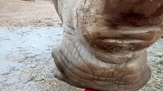 rhinoceros
