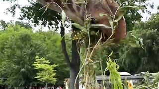 giraffe